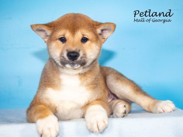 Shiba Inu Dog Male Red Sesame 7960 Petland Mall of Georgia