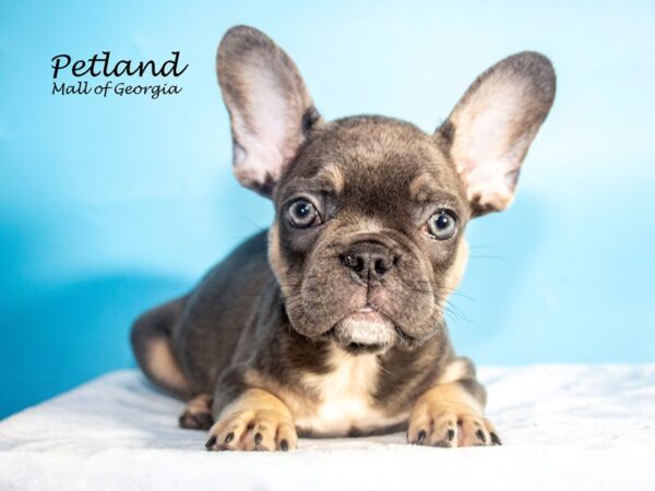 French Bulldog Dog Male Blue / Tan 8029 Petland Mall of Georgia