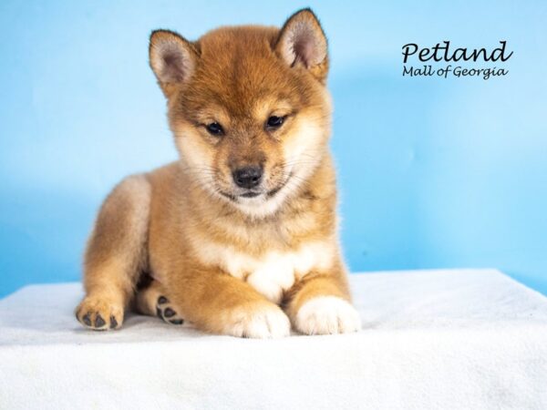 Shiba Inu Dog Male Red 8036 Petland Mall of Georgia