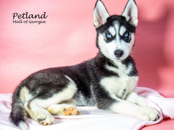 Siberian Husky Dog Female Black / White 8043 Petland Mall of Georgia