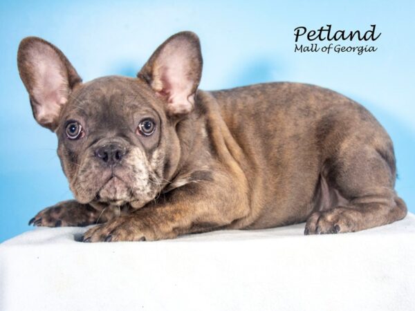 French Bulldog Dog Male Blue Fawn 8047 Petland Mall of Georgia