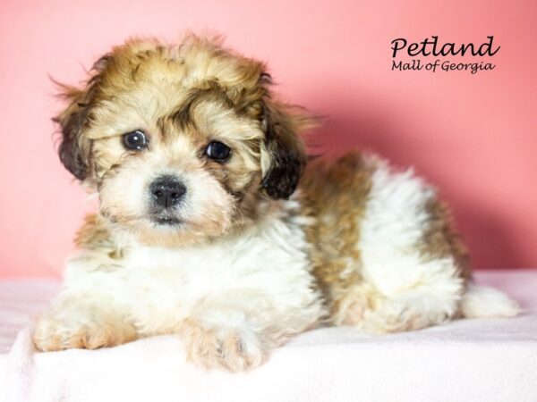 Teddy Bear Dog Female br & wh 8069 Petland Mall of Georgia