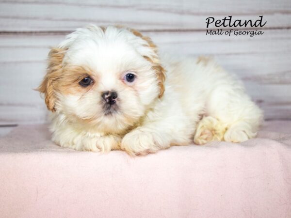 Shih Tzu Dog Female Br & wh 8098 Petland Mall of Georgia