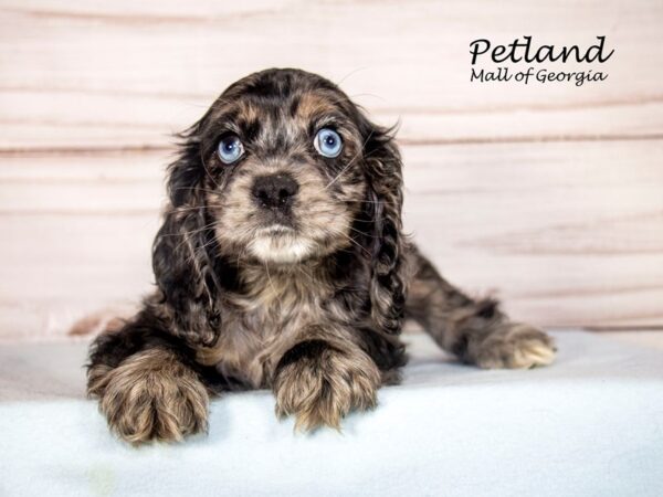 Cocker Spaniel Dog Male Blue Merle 8089 Petland Mall of Georgia