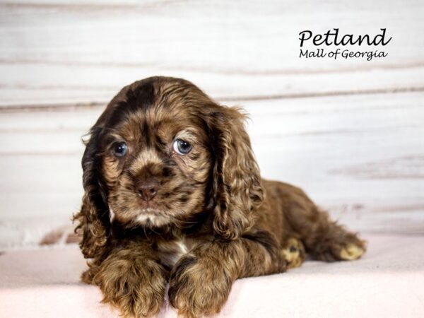 Cocker Spaniel Dog Female Chocolate Merle 8088 Petland Mall of Georgia