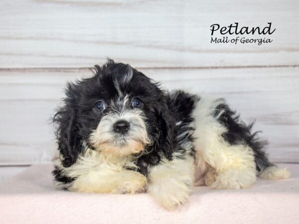 Cavapoo Dog Female Black / White 8095 Petland Mall of Georgia