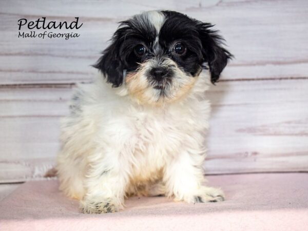 Teddy Bear Dog Female Black / White 8074 Petland Mall of Georgia