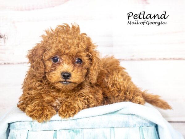 Cavapoo Dog Male Red / White 8112 Petland Mall of Georgia