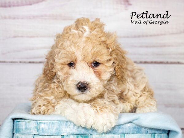 Bichonpoo Dog Male Cream 8122 Petland Mall of Georgia