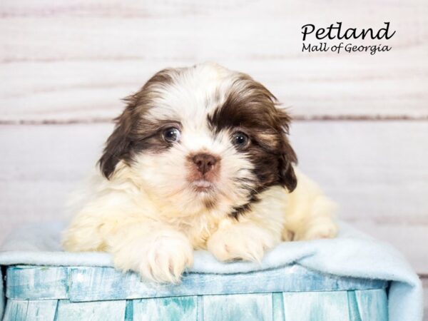 Shih Tzu Dog Male Chocolate / White 8118 Petland Mall of Georgia