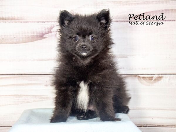 Pomeranian-Dog-Male-Black-8155-Petland Mall of Georgia