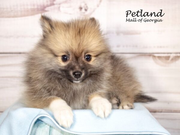 Pomeranian-Dog-Male-Sable-8139-Petland Mall of Georgia