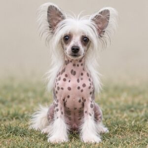 Chinese Crested