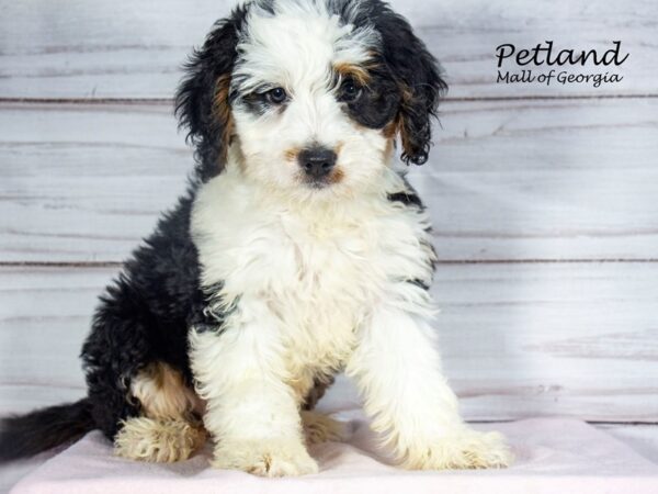 Miniature Bernadoodle-Dog-Female-Black White / Tan-8078-Petland Mall of Georgia