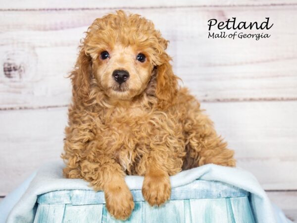 Miniature Poodle Dog Male Red 8104 Petland Mall of Georgia