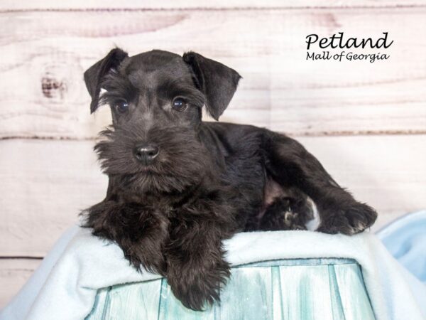 Miniature Schnauzer Dog Male Black 8105 Petland Mall of Georgia