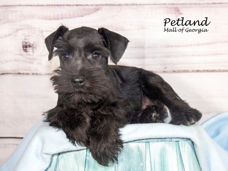Miniature SchnauzerDogMaleBlack3850566Petland Mall of