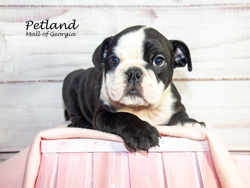 English BulldogDogFemaleBlack / White3850604Petland Mall of