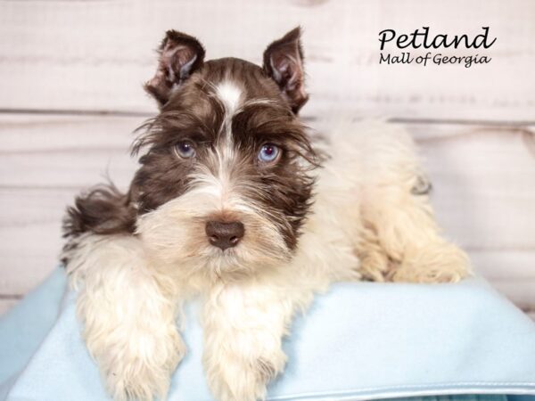 Miniature Schnauzer Dog Male Chocolate / White 8129 Petland Mall of Georgia