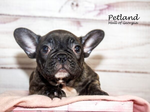 French Bulldog Dog Female Brindle 8169 Petland Mall of Georgia