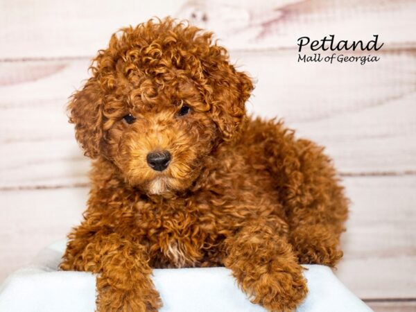 Miniature Poodle Dog Male Red 8176 Petland Mall of Georgia