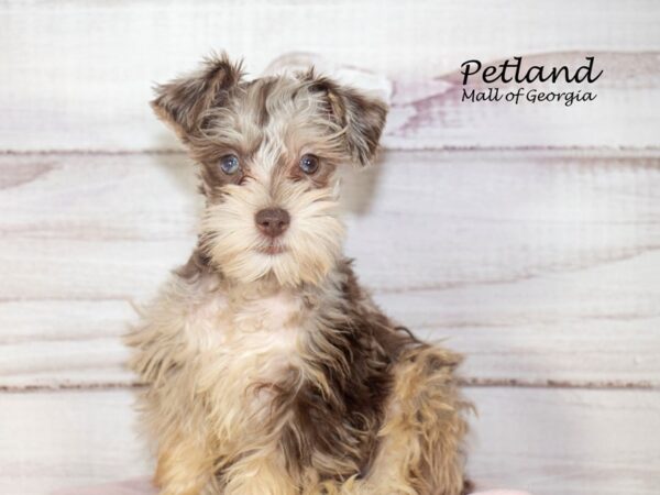 Miniature Schnauzer Dog Female Chocolate Merle 8177 Petland Mall of Georgia