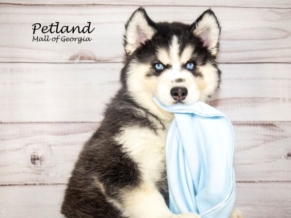 Siberian Husky Dog Male Black / White 8187 Petland Mall of Georgia