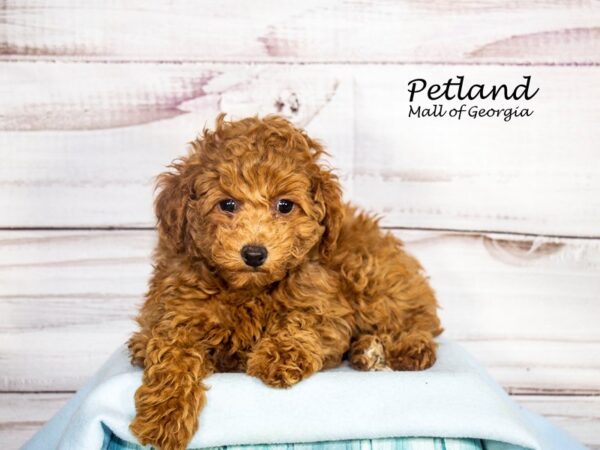 Miniature Poodle Dog Female Red 8215 Petland Mall of Georgia