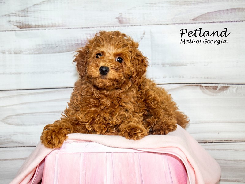 Puppy Photo Gallery Petland Mall of