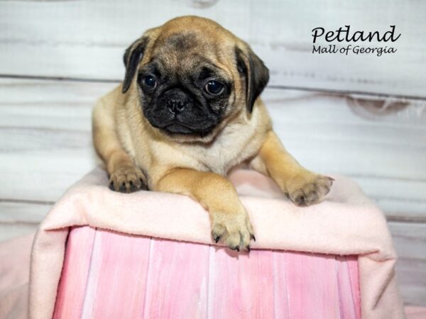 Pug Dog Female Fawn 8201 Petland Mall of Georgia