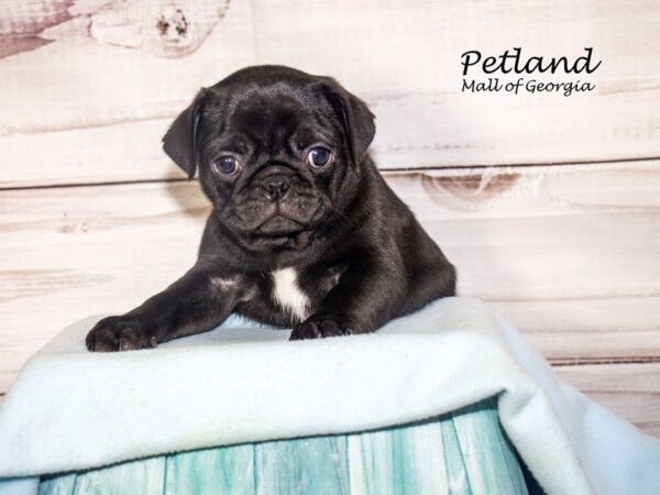 Pug Dog Male Black 8202 Petland Mall of Georgia