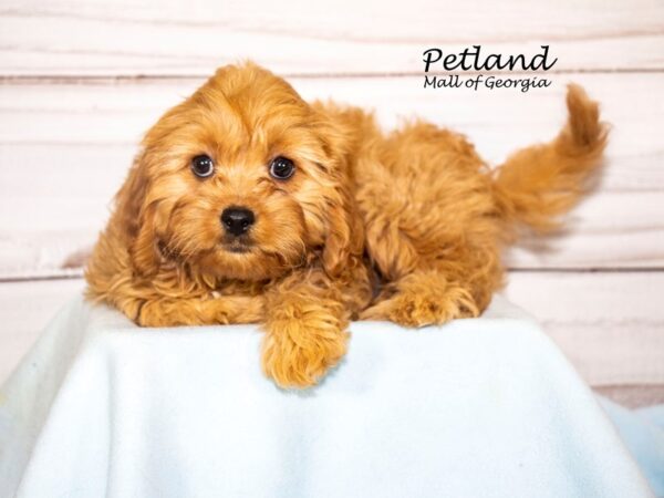 Cavapoo Dog Male Red 8252 Petland Mall of Georgia