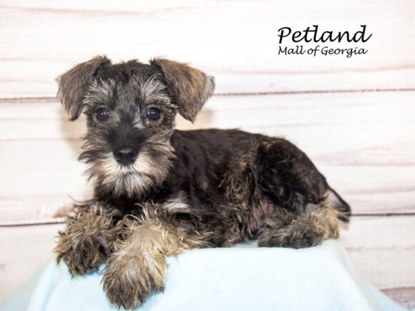 Miniature Schnauzer Dog Male Salt / Pepper 8251 Petland Mall of Georgia