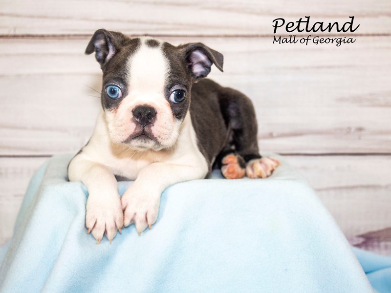 Boston TerrierDogFemaleBlue / White3887991Petland Mall of