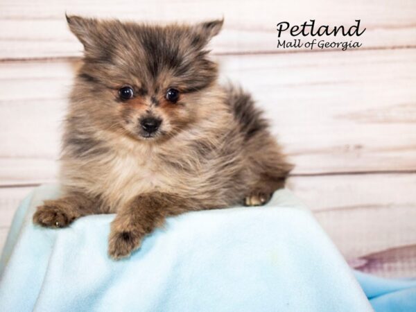 Pomeranian Dog Male Blue Merle 8276 Petland Mall of Georgia