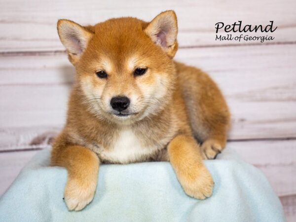 Shiba Inu-Dog-Male-Red-8261-Petland Mall of Georgia