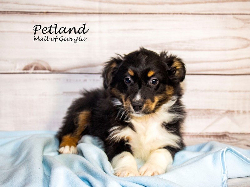 How Much Does A Dog Cost At Petland