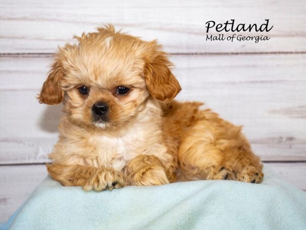 Toy Engapoo-Dog-Male-Apricot-8265-Petland Mall of Georgia