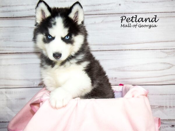 Siberian Husky Dog Female Black / White 8268 Petland Mall of Georgia