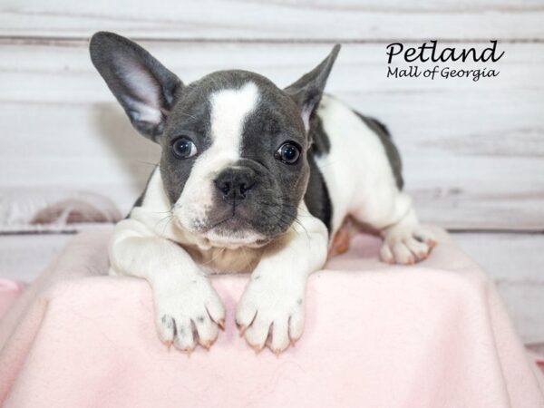 French Bulldog Dog Female Blue 8272 Petland Mall of Georgia