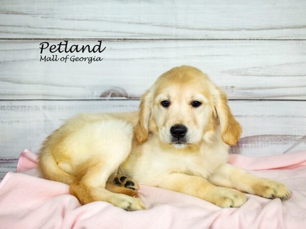 Golden Retriever Dog Female Cream 8274 Petland Mall of Georgia