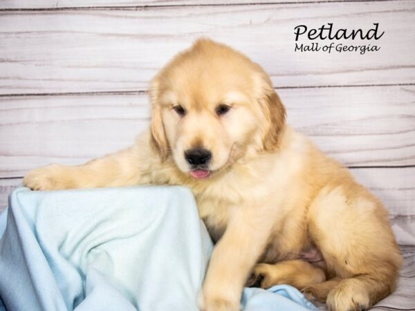 Golden Retriever Dog Male Cream 8275 Petland Mall of Georgia