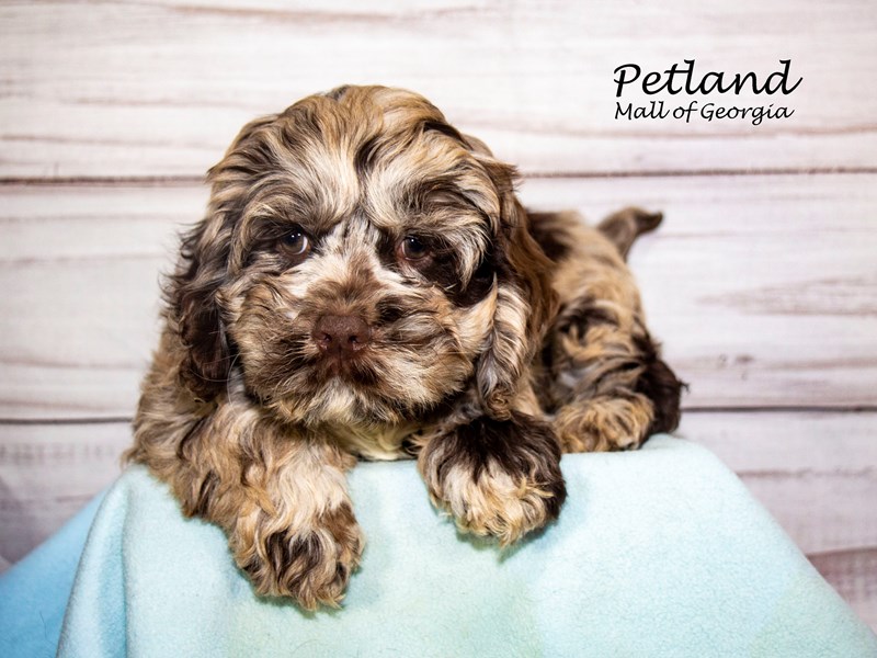 CockapooDogMaleChocolate Merle3887951Petland Mall of