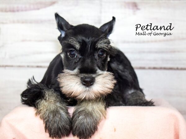 Miniature Schnauzer Dog Female Black / Silver 8298 Petland Mall of Georgia