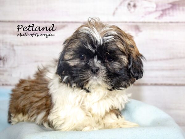 Shih Tzu Dog Male 8317 Petland Mall of Georgia