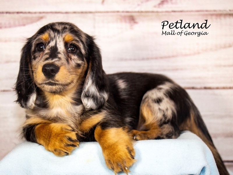 DachshundDogMaleSilver Dapple3897758Petland Mall of