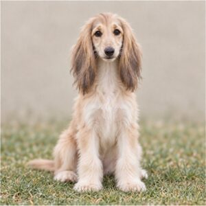 Afghan Hound puppies breed info