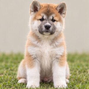 Akita puppies breed overview