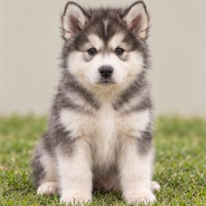 Alaskan Malamute Puppies