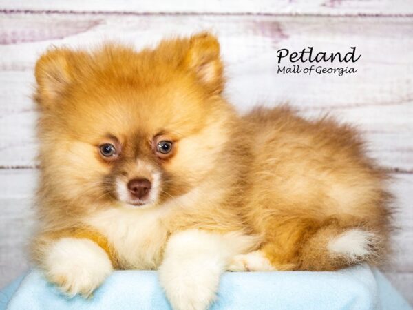 Pomeranian-Dog-Male-Chocolate / Tan-8330-Petland Mall of Georgia